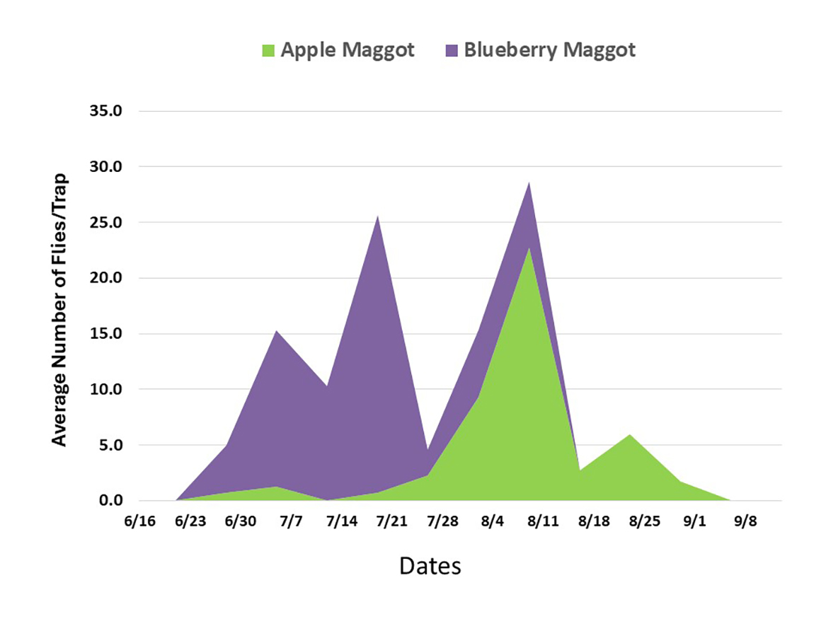 BB Maggot and Apple Maggot Figure 1.jpg
